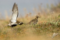 Kulik zlaty - Pluvialis apricaria - Golden Plover 6293